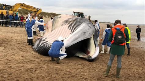 Vergelijking van de grootte van een antieke en een moderne kinderwagen
