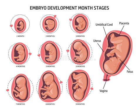 Illustratie van een embryo in de vroege ontwikkelingsfase met focus op het zich vormende hart.