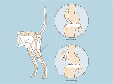 Illustratie van een hond met een knieprobleem (patella luxatie) om de gezondheidsaandachtspunten te visualiseren.