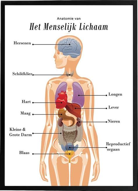 illustratie van de anatomische verhoudingen van een babyhoofd ten opzichte van het lichaam