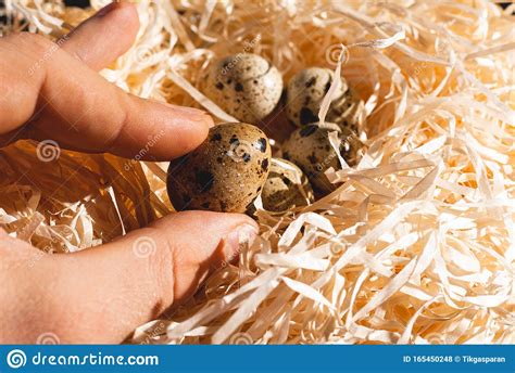 close-up van kwarteleieren in een nest