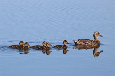 foto van pasgeboren kwartelkuikens die hun moeder volgen