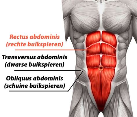 Diagram dat de anatomie van de buikspieren en de linea alba illustreert, met een aanduiding van een diastase.