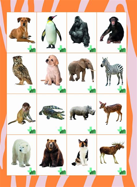 illustratie van verschillende memory kaartjes met dieren, fruit en voertuigen