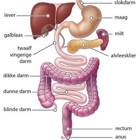 schema van de maag en darmen van een big met pH-indicatoren