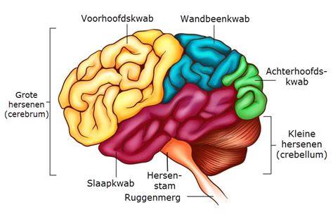 illustratie van de hersenen die de impact van genetische afwijkingen op de ontwikkeling toont