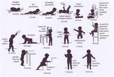 infographic met de verschillende babyreflexen en hun rol in de motorische ontwikkeling