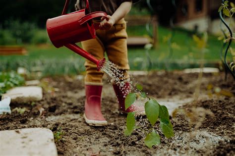 Een kind dat met een gietertje water geeft aan plantjes, met een houten harkje ernaast.
