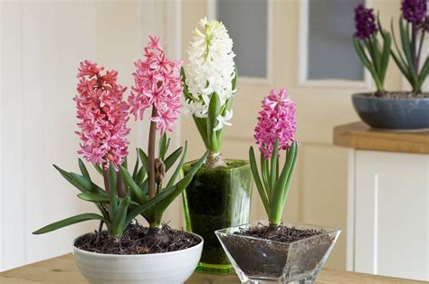 een bos blauwe hyacinten en een waxinelichthouder, als voorbeeld van een attent cadeau bij babysterfte