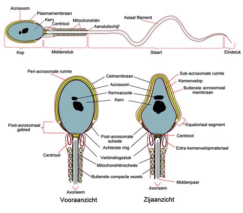 Microscopische weergave van gezonde en afwijkende zaadcellen