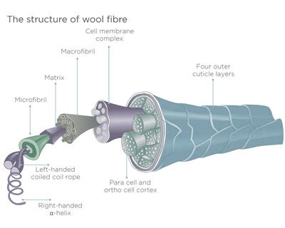 Illustratie van de structuur van een wolvezel die vocht absorbeert en afgeeft