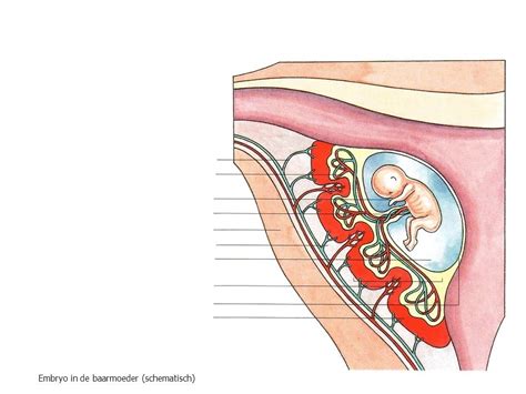 schematische weergave van de baarmoeder met een foetus