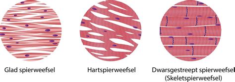 Infographic die de verschillen in lichaamssamenstelling (vetmassa vs. spierweefsel) tussen prematuren op standaard- en post-discharge-voeding weergeeft.