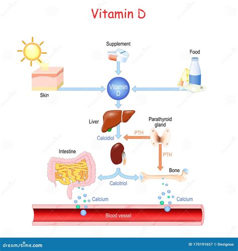 Schema dat de rol van vitamine D bij de calciumopname in het duodenum illustreert.