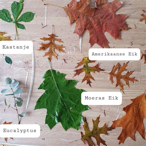 Gedetailleerde foto's van knutselwerken waarbij herfstbladeren centraal staan, zoals afdrukken en silhouetten