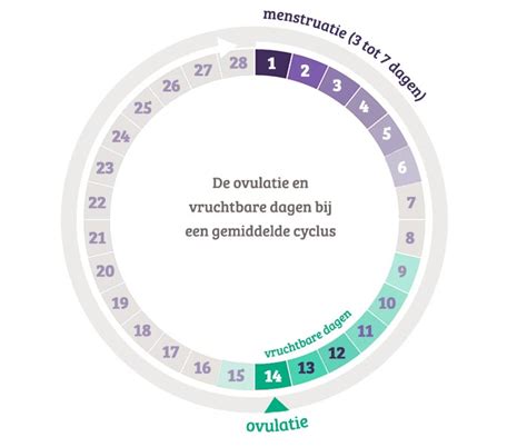 Schema van de menstruatiecyclus met markering van de ovulatie en vruchtbare periode