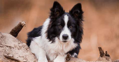 Een Border Collie die met intense focus een frisbee nastreeft, met gespierde poten en een gespannen lichaam.