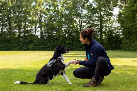 Een hond en eigenaar die touwtrekken met een stevig speeltje, beide met zichtbaar plezier.