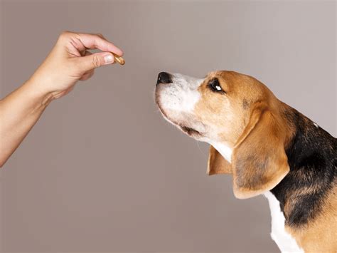 Een hond die met een kauwsnack in zijn bek op de grond ligt, met een waakzame blik naar de camera.