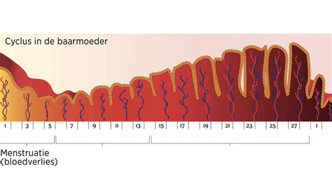 grafiek die de normale bloeddrukcurve tijdens de zwangerschap weergeeft