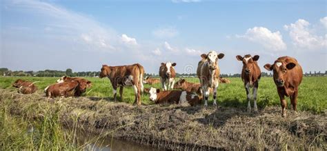 Een groep runderen in een weiland