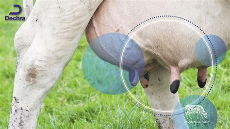 Een koe met een ontstoken uier
