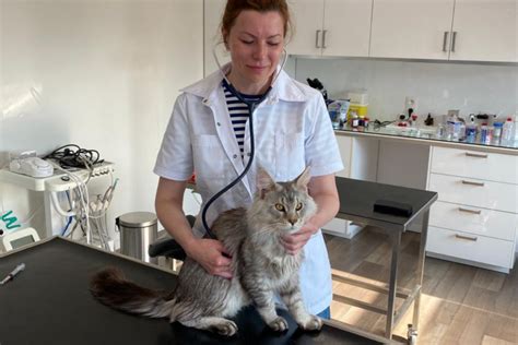 Een dierenarts onderzoekt een lammetje