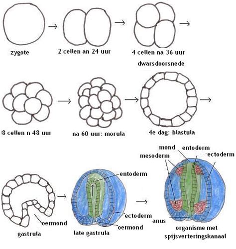Diagram dat de verschillende stadia van embryonale ontwikkeling van muizen toont, inclusief de vorming van somieten.