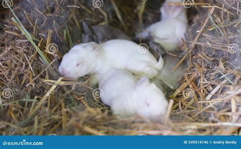 Een close-up van pasgeboren konijnen met gevulde buikjes