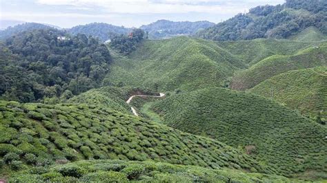 Een schilderachtig uitzicht op de theeplantages in de Cameron Highlands.