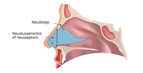 Schema van de anatomie van het neustussenschot