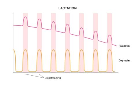 Diagram van de melkproductie en toeschietreflex tijdens borstvoeding