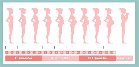 groeiende zwangere buik in de vijfde maand