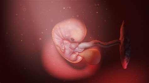 4D-echo van een ongeboren baby die glimlacht na het proeven van wortel.