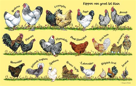 Historische illustraties van verschillende kippenrassen door de eeuwen heen.