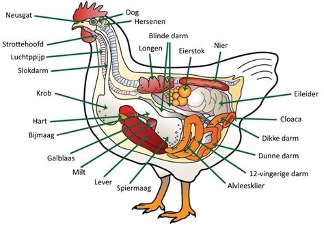Diagram van de anatomie van een kip, met nadruk op de spijsverteringsorganen.