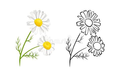 Illustratie van kamillebloemen.