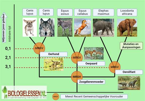 Schema met de levensduur van verschillende soorten spenen en adviezen voor vervanging.