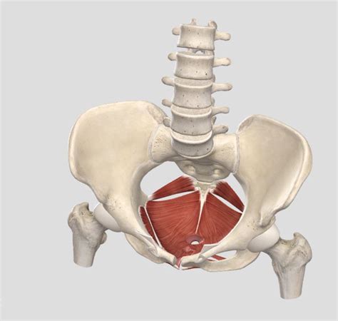 Infographic die de vier functies van de bekkenbodem illustreert.