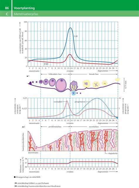 Illustratie van hCG en LH hormonen met hun bolletjesstructuur