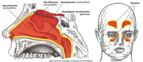 Illustratie van een doorsnede van het neusslijmvlies dat vernauwt door xylometazoline.