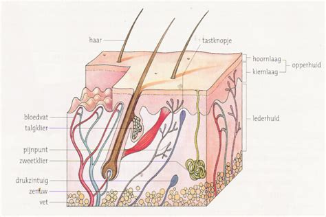 schematische weergave van een vetbultje onder de huid met aanduiding van vetcellen en bindweefsel