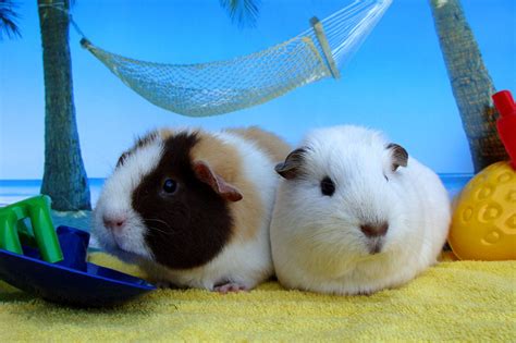 Illustratie van een cavia die speelt met cavia-speelgoed.