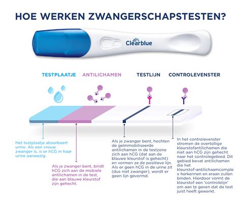 Diagram van een zwangerschapstest die hCG detecteert in urine.