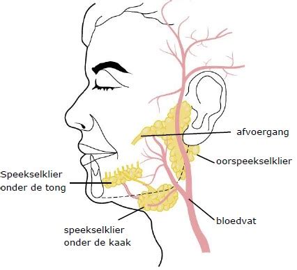 Schema dat de functies van speeksel in de mond weergeeft.