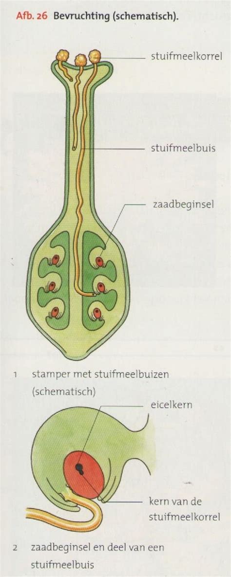 Vruchtbaarheidsconcept met symbolen van mannelijke en vrouwelijke voortplantingsorganen, omringd door natuurlijke elementen zoals planten en vruchten.