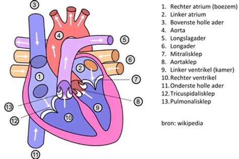 schematische weergave van een echocardiogram van het hart met uitleg van de verschillende structuren