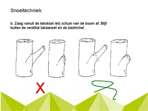Gedetailleerde illustratie van de juiste snoeitechniek voor pampasgras, met nadruk op de hoogte van de snoei en beschermende kleding.