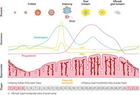 Schema van de vrouwelijke menstruele cyclus met de verschillende fasen en hormonale veranderingen