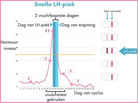 Schema dat de relatie tussen LH-piek en ovulatie toont